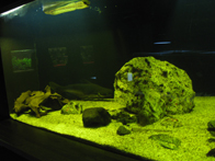 &copy; Zierfischfreunde Immenhausen-Holzhausen